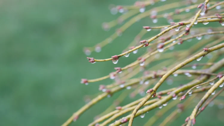 Water dripping off branches